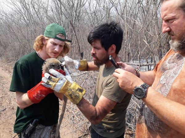 Proponen trabajar en reintroducción de crías en zonas afectadas por incendio