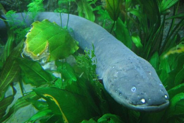 Identifican tres especies de anguilas eléctricas en los ríos de Sudamérica  - Ciencia - ABC Color