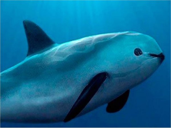 Avistan 6 vaquitas marinas, una especie en peligro de extinción