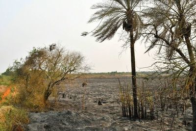 Controlan incendio que afectó unas 35 hectáreas de la reserva Tatí Yupí