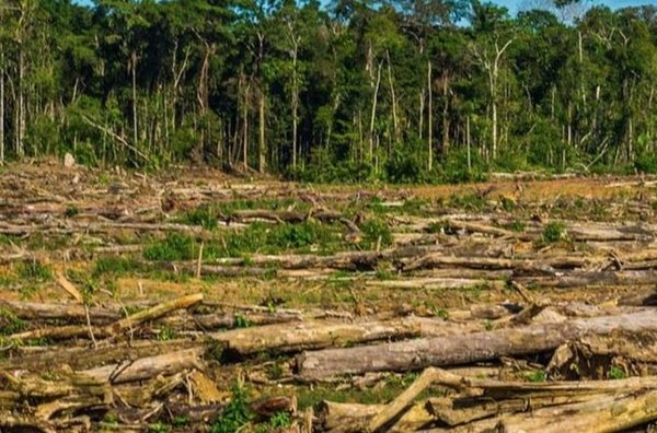 La Reserva Morombí hace un llamado a las autoridades contra la deforestación ilegal