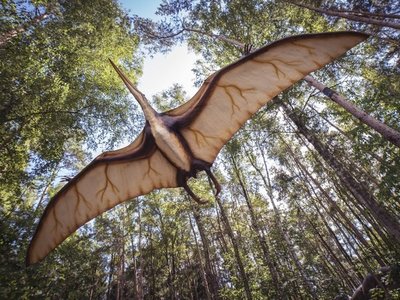 Descubren pterosaurio que vivió hace 75 millones de años
