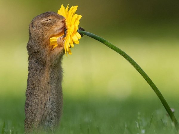 La tierna foto de una ardilla oliendo una flor con los ojos cerrados se vuelve viral
