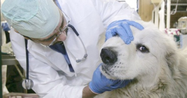 Perritos mueren afectados por rara enfermedad