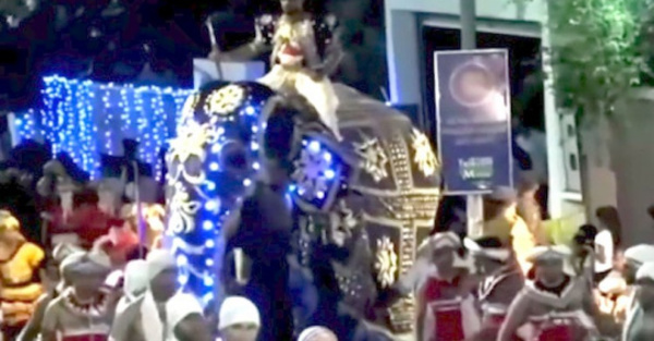 Elefante furioso dejó 18 heridos en desfile