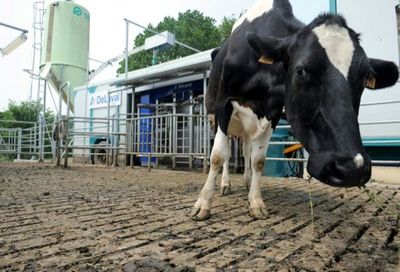 Francia: Vacas con baja emisión de carbono para ayudar al planeta