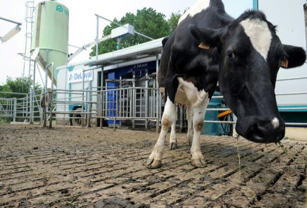 Francia: Vacas con baja emisión de carbono para ayudar al planeta