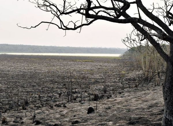 Incendio en la reserva Tatí Yupí de Alto Paraná - Interior - ABC Color