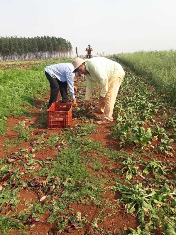 Productores hortícolas del Alto Paraná estiman pérdidas del 50% por la sequía