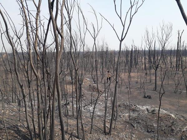 Poca presencia de organizaciones ambientalistas en el Chaco tras incendio