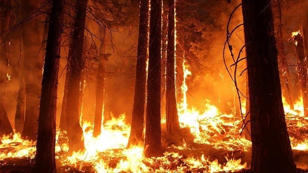 Incendios en Bolivia: Asamblea ciudadana declaró "desastre nacional" y crecen protestas contra Evo - ADN Paraguayo