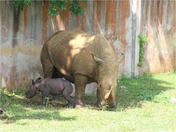 Nace en Cuba un rinoceronte blanco luego de 15 años