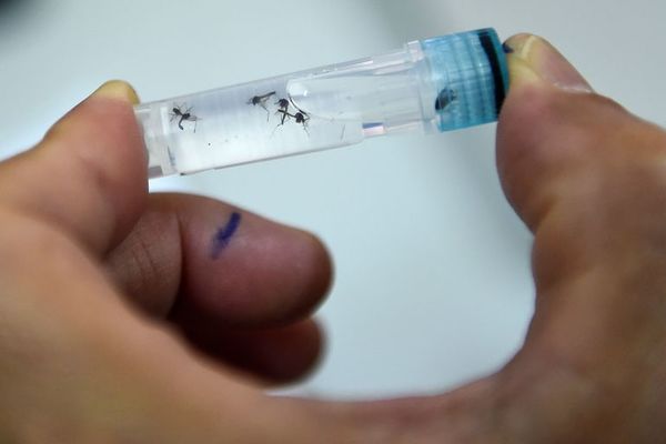 Brasil registra este año casi 1,5 millones de casos de dengue y 591 muertes - Mundo - ABC Color
