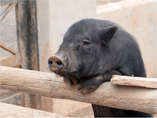 Fiscalía ordena a la Policía encontrar un chancho perdido en Itá Enramada