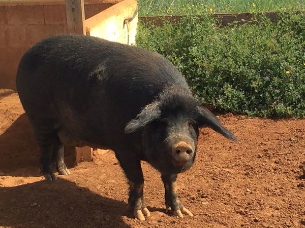 Fiscalía ordena búsqueda de un chancho robado