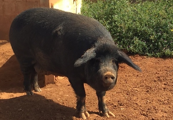 Fiscala ordena a la policía buscar un "chancho negro"