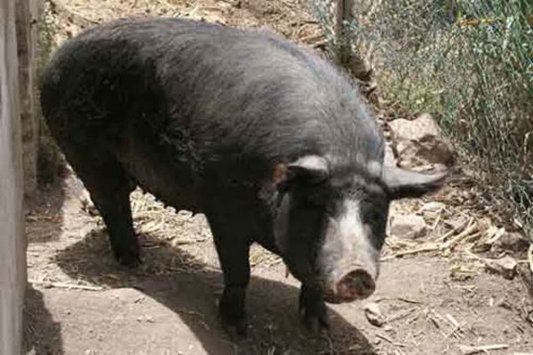 Fiscal ordena búsqueda y localización de un chancho - ADN Paraguayo