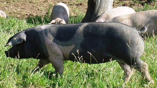 Policías dejan de lado a motochorros para buscar un chancho •