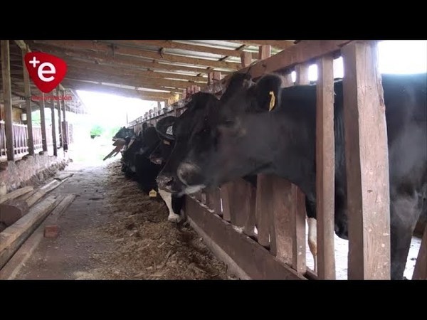 GANADERO VICTIMA DE ABIGEOS EN TRINIDAD