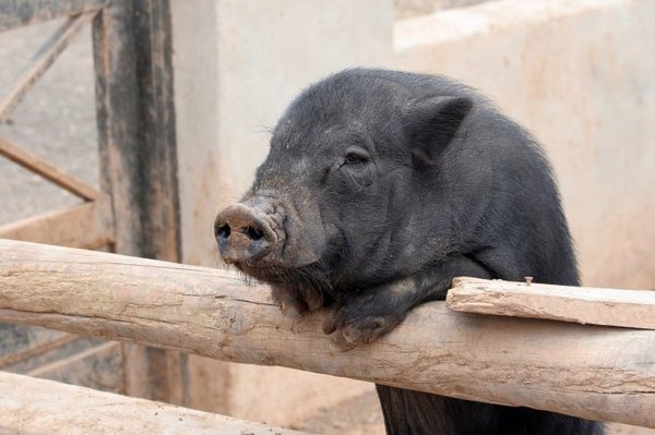 Fiscalía ordena a la Policía encontrar un chancho perdido en Itá Enramada - Digital Misiones