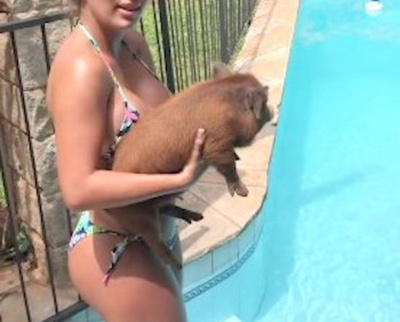 Le vendieron un kure ka’aguy y no minipig