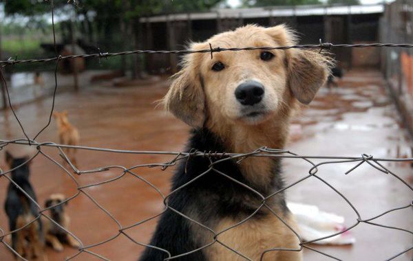 220 perros y 50 gatos murieron en albergue por huracán Dorian - Mascotas - ABC Color