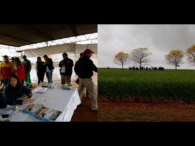 REALIZAN JORNADA DE CAMPO DE TRIGO EN CAPITÁN MIRANDA