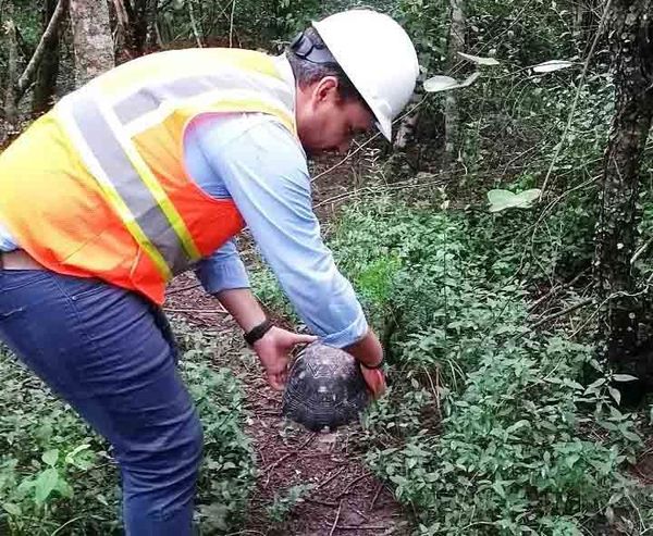 Construirán “pasafaunas” para animales silvestres en nuevos asfaltados del Chaco - Nacionales - ABC Color