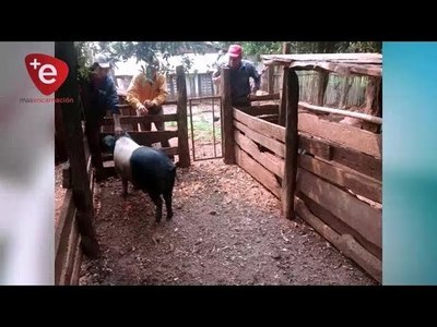 IMPULSAN A JOVENES A LA PRODUCCIÓN