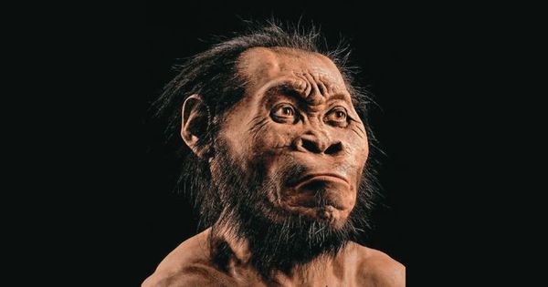 Científicos reconstruyen virtualmente el cráneo del ancestro del Homo Sapiens - Ciencia - ABC Color