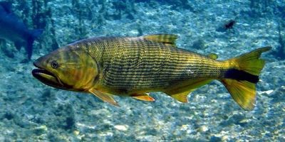 Peces expuestos a agroquímico cambian su comportamiento, afirma Estudio - Ciencia - ABC Color
