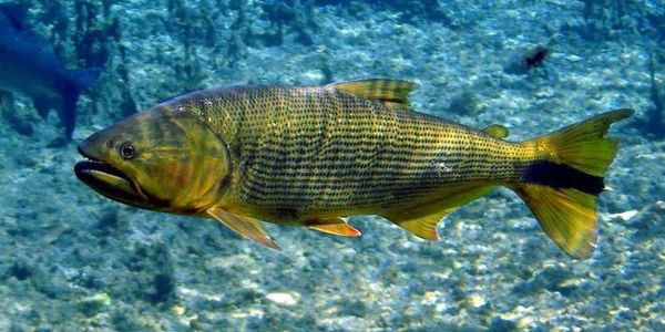 Peces expuestos a agroquímico cambian su comportamiento, afirma Estudio - Ciencia - ABC Color