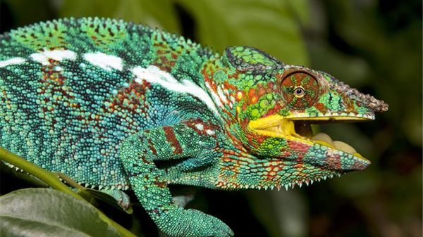 Presentan piel artificial cambiante de color basada en estudio del camaleón  - Tecnología - ABC Color
