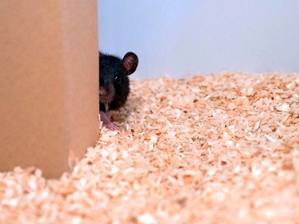 Ratas aprenden a jugar al escondite con humanos y se les da bien