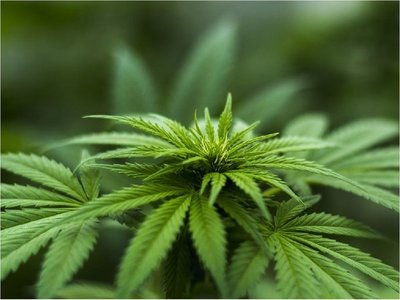 Aprueban despenalizar autocultivo de cannabis para uso medicinal