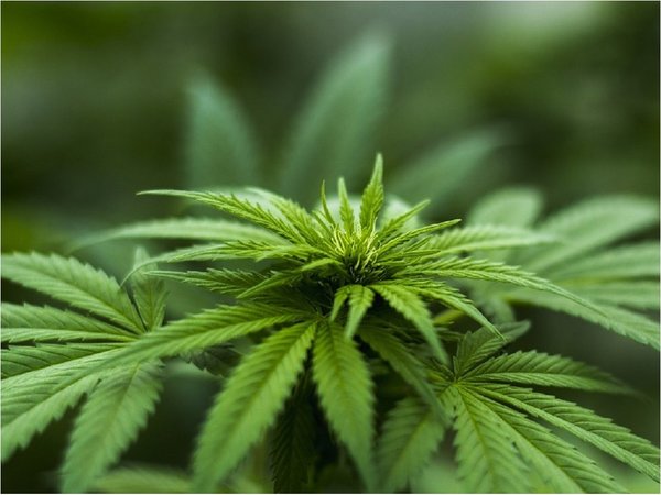 Aprueban despenalizar autocultivo de cannabis para uso medicinal