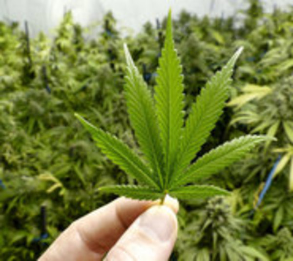 Senado aprueba autocultivo de cannabis para uso medicinal - Paraguay.com