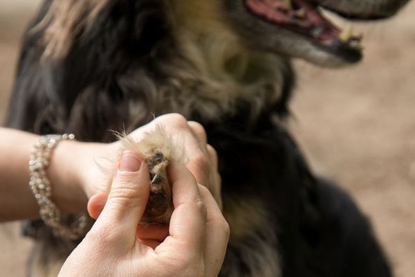 Las uñas crecidas de los perros deben cortarse rápidamente - Mascotas - ABC Color