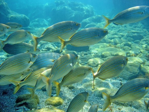 Peces expuestos a agroquímico cambian su comportamiento