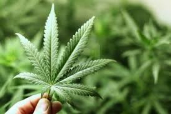 Un paso fundamental para los que usan el cannabis como medicina