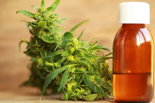 Senado aprueba norma para despenalizar el cannabis para uso medicinal
