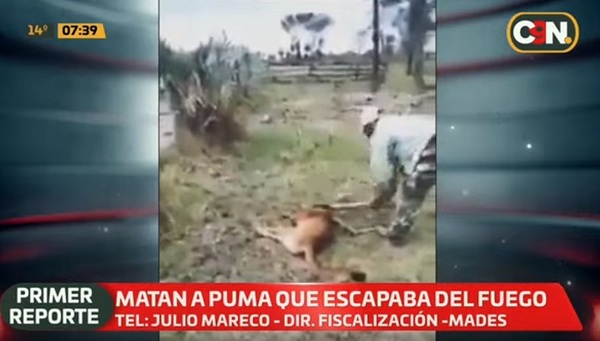 Hombre mata a golpes a puma que huyó de incendio