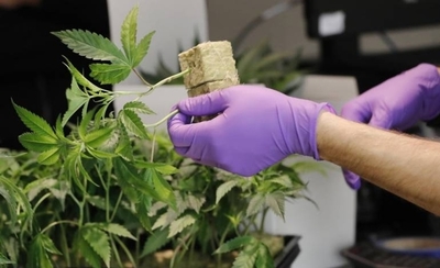 HOY / Ley de autocultivo del cannabis medicinal garantizará acceso real al producto y frenará exposición penal