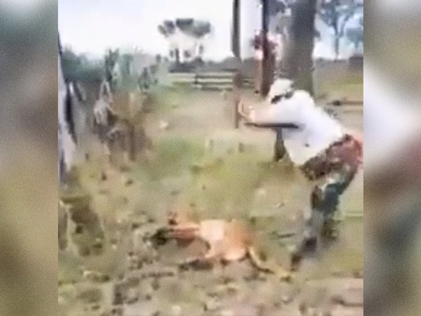 Mades investiga la brutal muerte de un puma
