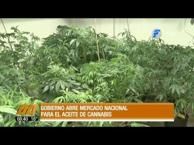 Gobierno abre mercado nacional para el aceite de cannabis