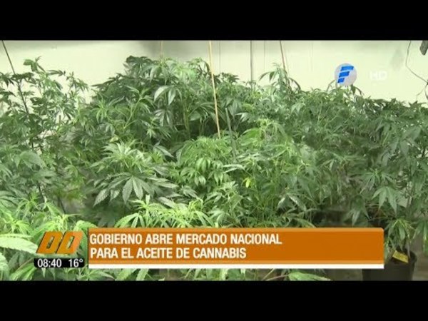 Gobierno abre mercado nacional para el aceite de cannabis