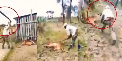 MATAN A PALOS A UN PUMA QUE HUÍA DEL FUEGO