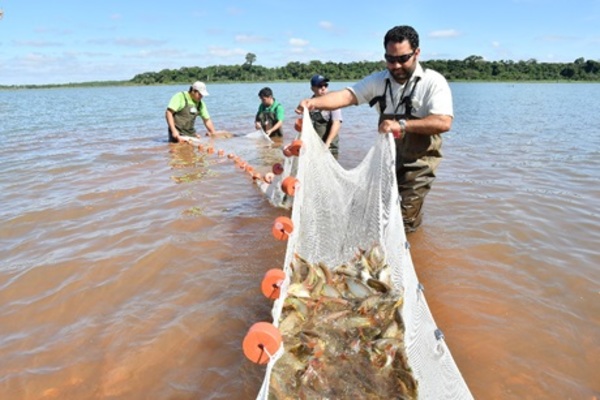 Con más de 3 millones de ejemplares, Itaipu registra nuevo récord en producción de peces