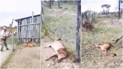 HOY / Mató a palazos a un puma que huía de incendio y se expone a multa de G. 1.600 millones