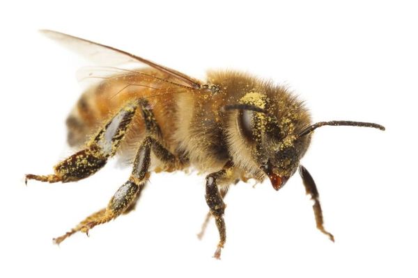 Los pesticidas dañinos para las abejas podrían matar también pájaros - Ciencia - ABC Color